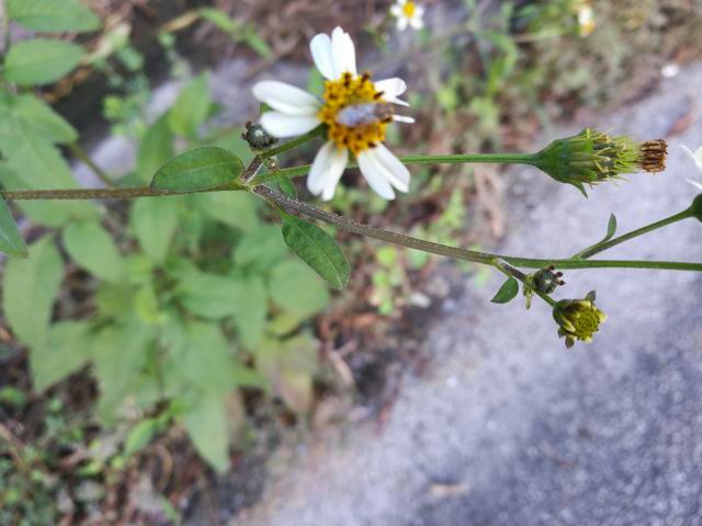 Bidens pilosa?  S !